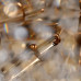 Потолочная люстра MW-Light Патриция 3 447011406 Потолочная люстра MW-Light Патриция 3 447011406